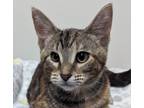 Adopt Harlow - Adoption Pending a Tan or Fawn Tabby Domestic Shorthair (short