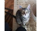 Adopt (bl) Brady (D) (purple) a Domestic Shorthair / Mixed (short coat) cat in