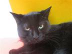 Adopt EVERETTE a All Black Domestic Mediumhair / Mixed (medium coat) cat in