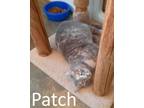Adopt Patch a Gray or Blue (Mostly) Domestic Shorthair / Mixed (short coat) cat