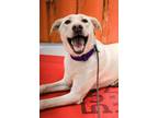 Adopt River a White Labrador Retriever / Norwegian Elkhound / Mixed dog in