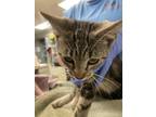Adopt Jocelyn a Domestic Shorthair / Mixed cat in Birdsboro, PA (38889628)