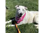 Adopt Snow a Mixed Breed