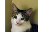 Adopt Murry a Domestic Shorthair (short coat) cat in South Bend, IN (38864532)