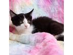 Adopt Squish a All Black Domestic Shorthair / Mixed cat in Idaho Falls