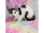 Adopt Speedy a White Domestic Shorthair / Mixed cat in Idaho Falls