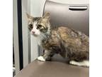 Adopt Aurora a Brown Tabby Domestic Longhair / Domestic Shorthair / Mixed cat in