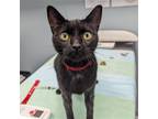 Adopt Amy a All Black Domestic Shorthair / Mixed cat in Wilmington