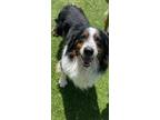 Adopt Dale a English Shepherd / Mixed dog in Pittsfield, IL (38889240)