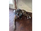Adopt Rosie a Tricolor (Tan/Brown & Black & White) Catahoula Leopard Dog / Mixed