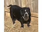 Adopt Hunk aka Samson a Black - with White Pit Bull Terrier dog in Norristown