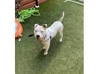 Adopt Jaxon a Pit Bull Terrier / Mixed dog in Silverdale, WA (38767937)