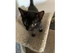 Adopt BIRCH a All Black Domestic Shorthair / Mixed (short coat) cat in