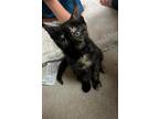 Adopt Chloe a Tortoiseshell Domestic Shorthair / Mixed (short coat) cat in