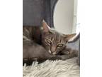 Adopt Delcine a Gray, Blue or Silver Tabby Domestic Shorthair (short coat) cat