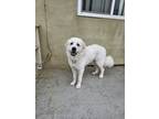 Adopt Tiffany a Tricolor (Tan/Brown & Black & White) Great Pyrenees dog in