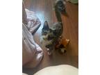 Adopt Rihanna a Tortoiseshell Domestic Shorthair / Mixed (short coat) cat in