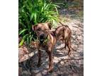 Adopt Lola (Meredith) a Mixed Breed (Medium) / Mixed dog in Ocala, FL (38888539)