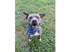 Adopt CAMERON a Gray/Blue/Silver/Salt & Pepper Pit Bull Terrier / Mixed dog in