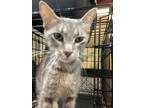 Adopt Stick a Gray or Blue Domestic Shorthair / Domestic Shorthair / Mixed cat