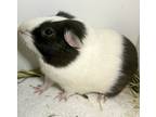 Adopt Knick a Guinea Pig small animal in Brooklyn, NY (38888311)