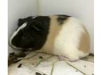 Adopt Pat a Guinea Pig small animal in Brooklyn, NY (38888310)