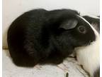 Adopt Stark a Guinea Pig small animal in Brooklyn, NY (38888309)