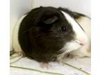 Adopt Van a Guinea Pig small animal in Brooklyn, NY (38888308)