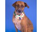Adopt Rudy a Hound (Unknown Type) / Mixed dog in Newark, DE (38888282)