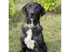 Adopt Shiloh a Black Labrador Retriever / Irish Wolfhound / Mixed dog in