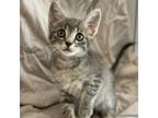 Adopt Carl a Gray or Blue Domestic Shorthair / Mixed cat in Decorah