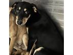 Adopt Cork a Black Rottweiler / Mixed dog in Abilene, TX (38887920)