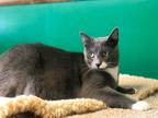 Adopt Zues a Domestic Shorthair / Mixed (short coat) cat in EFFINGHAM