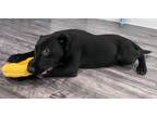Adopt Faith a Labrador Retriever / Mixed dog in LaBelle, FL (38800459)