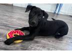 Adopt Emmylou a Labrador Retriever / Mixed dog in LaBelle, FL (38800456)