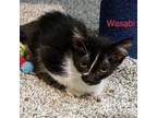 Adopt Wasabi a Domestic Shorthair / Mixed cat in Spring Hill, KS (38887323)