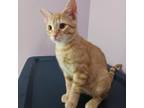 Adopt Connery a American Shorthair / Mixed cat in Greenfield, IN (38887306)