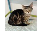 Adopt Charity a Brown or Chocolate Domestic Shorthair / Mixed cat in Huntsville