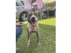 Adopt Rufus (Pit mix) a Pit Bull Terrier / Mixed dog in Jacksonville