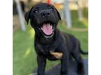 Adopt Cowgirl Pup - Filly - Adopted! a Black Labrador Retriever / Shepherd