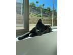Adopt Smokey 4031 a Russian Blue / Mixed cat in Vista, CA (38726300)
