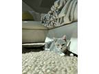Adopt Misha 4032 a Domestic Mediumhair / Mixed cat in Vista, CA (38726299)