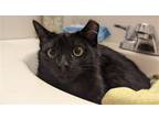 Adopt Fabiola Luna a Black (Mostly) Domestic Shorthair / Mixed (short coat) cat