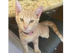 Adopt Swizzle (bonded w/ Fizzle) a Tan or Fawn Domestic Shorthair / Mixed (short