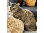 Adopt Rubi a Tortoiseshell Domestic Shorthair / Mixed (short coat) cat in