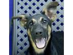 Adopt Melia a Doberman Pinscher / Mixed dog in Midland, TX (38886856)