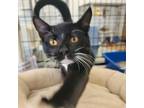 Adopt Herman a All Black Domestic Shorthair / Mixed cat in Clarksdale