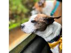 Adopt Roxy a Boxer / Mixed dog in Birmingham, AL (38621068)