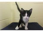 Adopt Cricket - 37852 a Black & White or Tuxedo Domestic Shorthair / Mixed