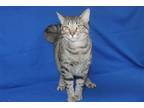 Adopt Logan - 37891 a Gray, Blue or Silver Tabby Domestic Shorthair / Mixed